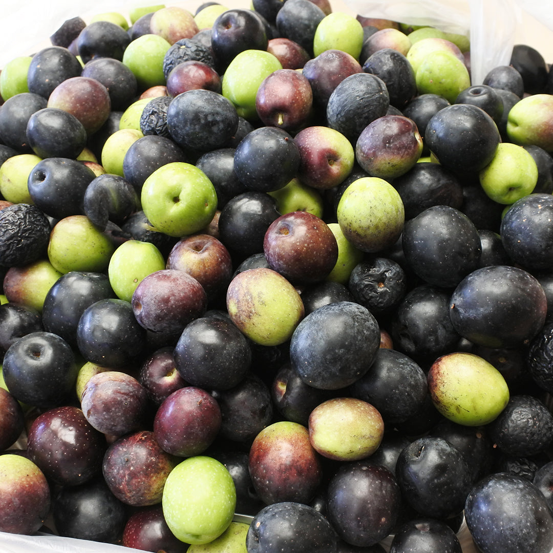 Manzanillo Fruiting Olive Multi (7899133018367)